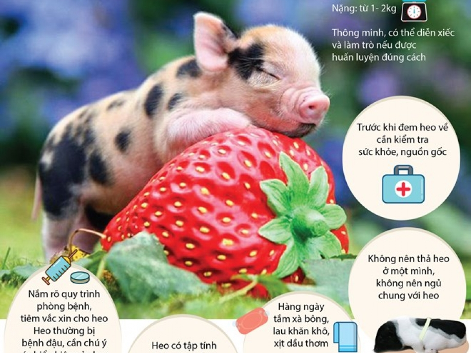 Những điều cần chú ý khi nuôi heo cảnh