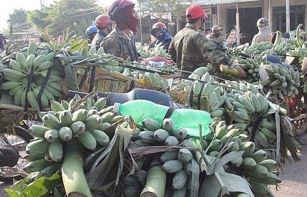 Tránh ảnh hưởng Covid-19: Quảng Trị chuyển hướng xuất khẩu chuối sang Thái Lan