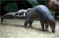 costa rica phat hien loai ech duoc cho la da tuyet chung