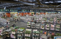 Hà Lan: Hàng trăm triệu bông hoa ‘thiệt mạng' vì Covid-19 mỗi tháng