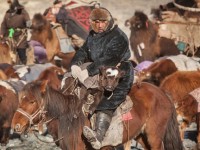 doc dao man dieu hanh gia suc tai thu do tay ban nha