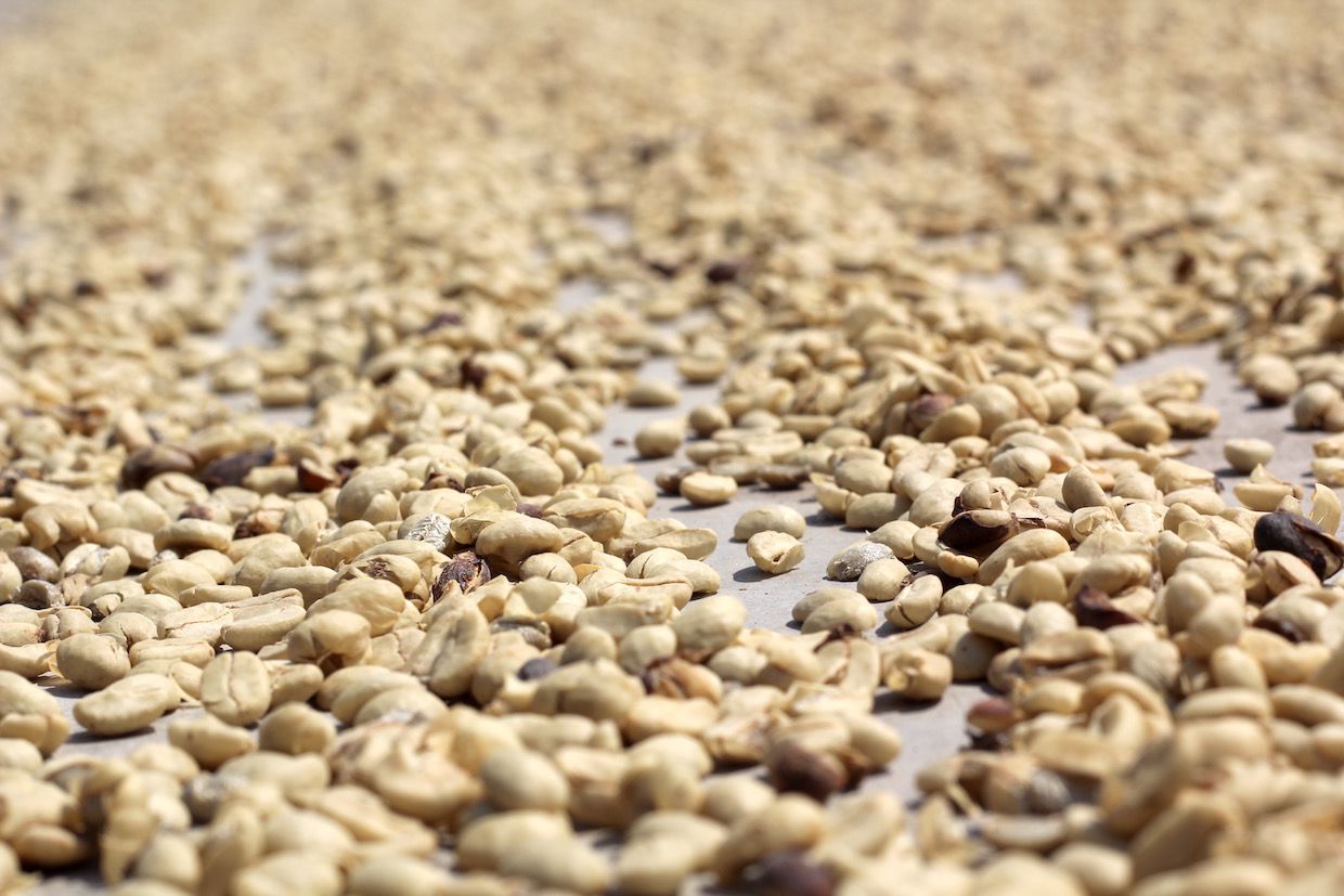 Dịch Covid-19: Colombia chưa kịp vui vì giá thu mua cà phê cao thì lại 'ngao ngán' do khan hiếm nhân công