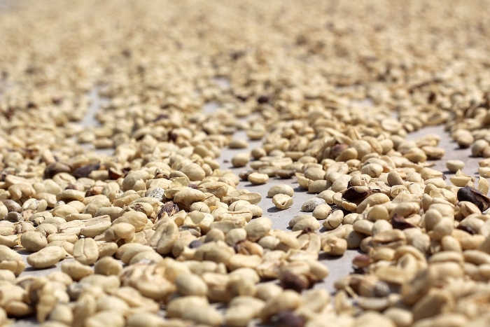 Dịch Covid-19: Colombia chưa kịp vui vì giá thu mua cà phê cao thì lại 'ngao ngán' do khan hiếm nhân công colombia khan hiem nhan cong thu hoach ca phe