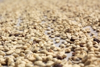 Dịch Covid-19: Colombia chưa kịp vui vì giá thu mua cà phê cao thì lại 'ngao ngán' do khan hiếm nhân công