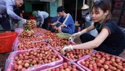 Bốn mươi tấn vải tươi Việt Nam lên đường sang Australia