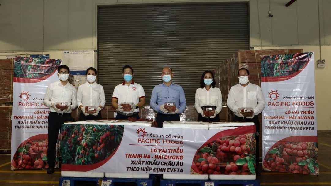 Xuất khẩu lô vải thiều đầu tiên đi châu Âu theo hiệp định EVFTA