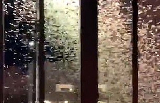 Đàn châu chấu khổng lồ "tấn công" thành phố Mỹ