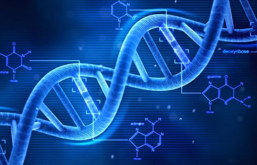 Tiềm năng từ việc chỉnh sửa gene phôi thai