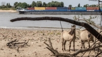 Các dòng sông đang cạn kiệt, đe dọa tê liệt giao thương đường thủy châu Âu