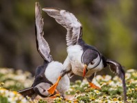 anh ve viet nam doat giai sony world photography 2018