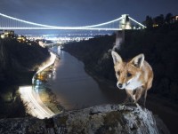 chu gau truc gia nhat the gioi duoc tiem thuoc de tu gia coi doi