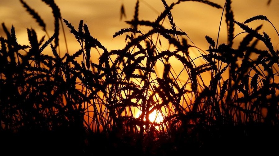 FAO: Giá lương thực toàn cầu đạt mức cao nhất của 10 năm