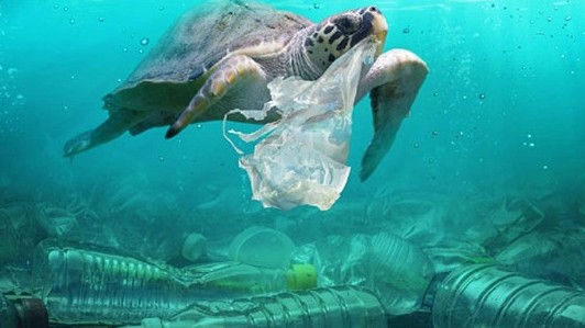 Mỹ khôi phục chứng nhận xuất khẩu tôm cho Mexico