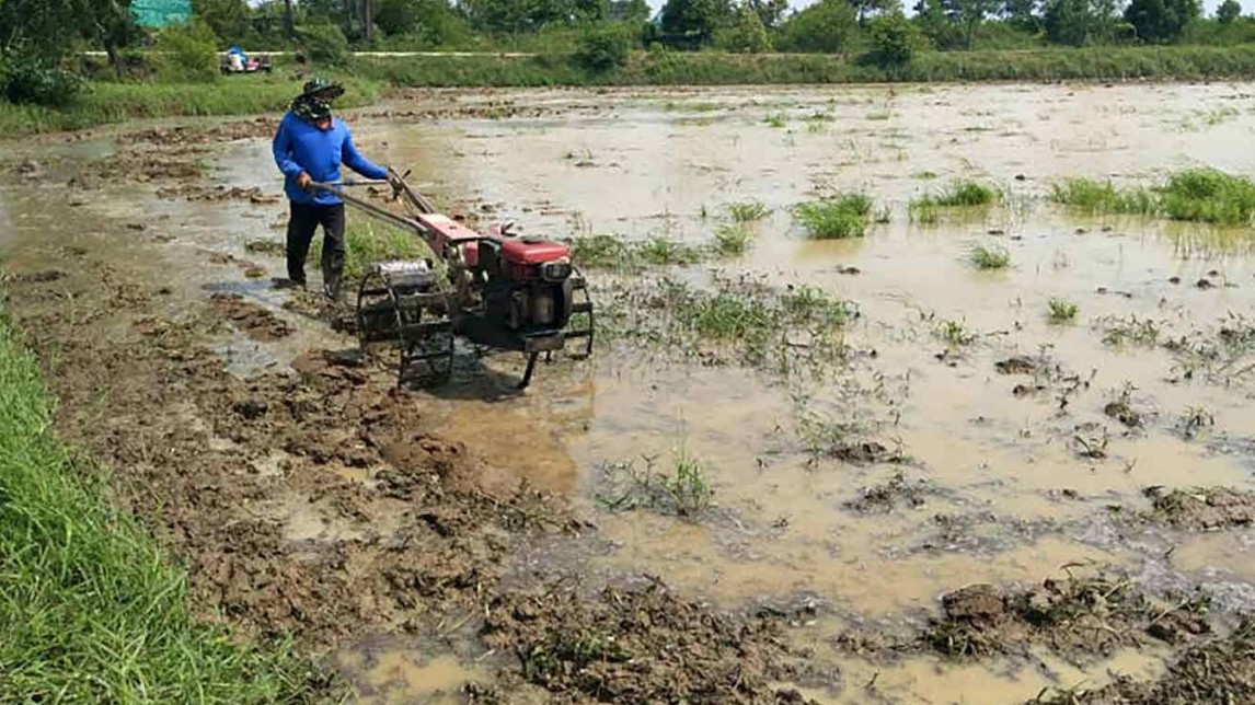 Do đâu, xuất khẩu gạo của Thái Lan dự báo tăng