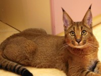 sieu hang cap xoai nhat ban 500000 yen