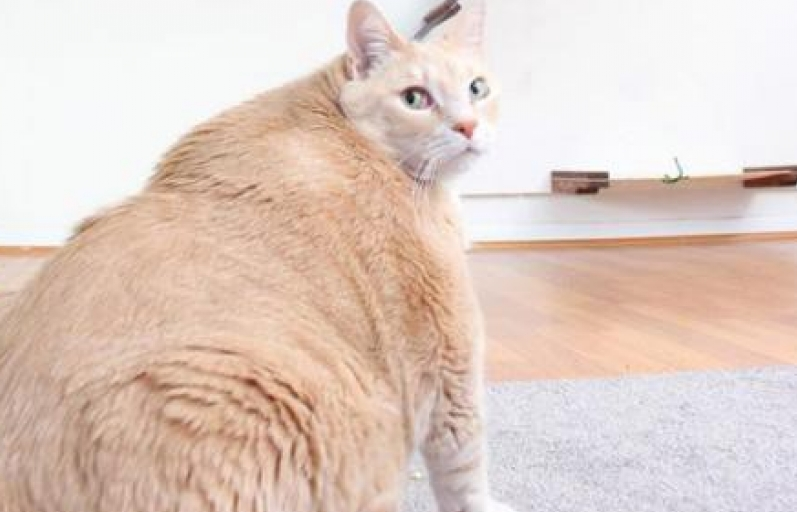 Mèo hoạt hình Garfield - "phiên bản đời thực"