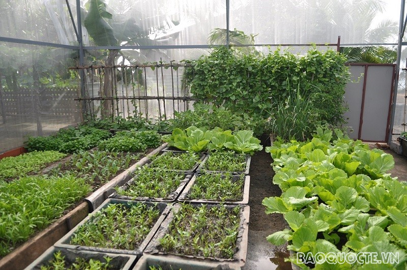 (06.08) Vườn rau xanh trên đảo. (Ảnh: Minh Quân)