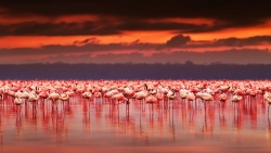 Giải mã sức hấp dẫn lạ kỳ của du lịch châu Phi