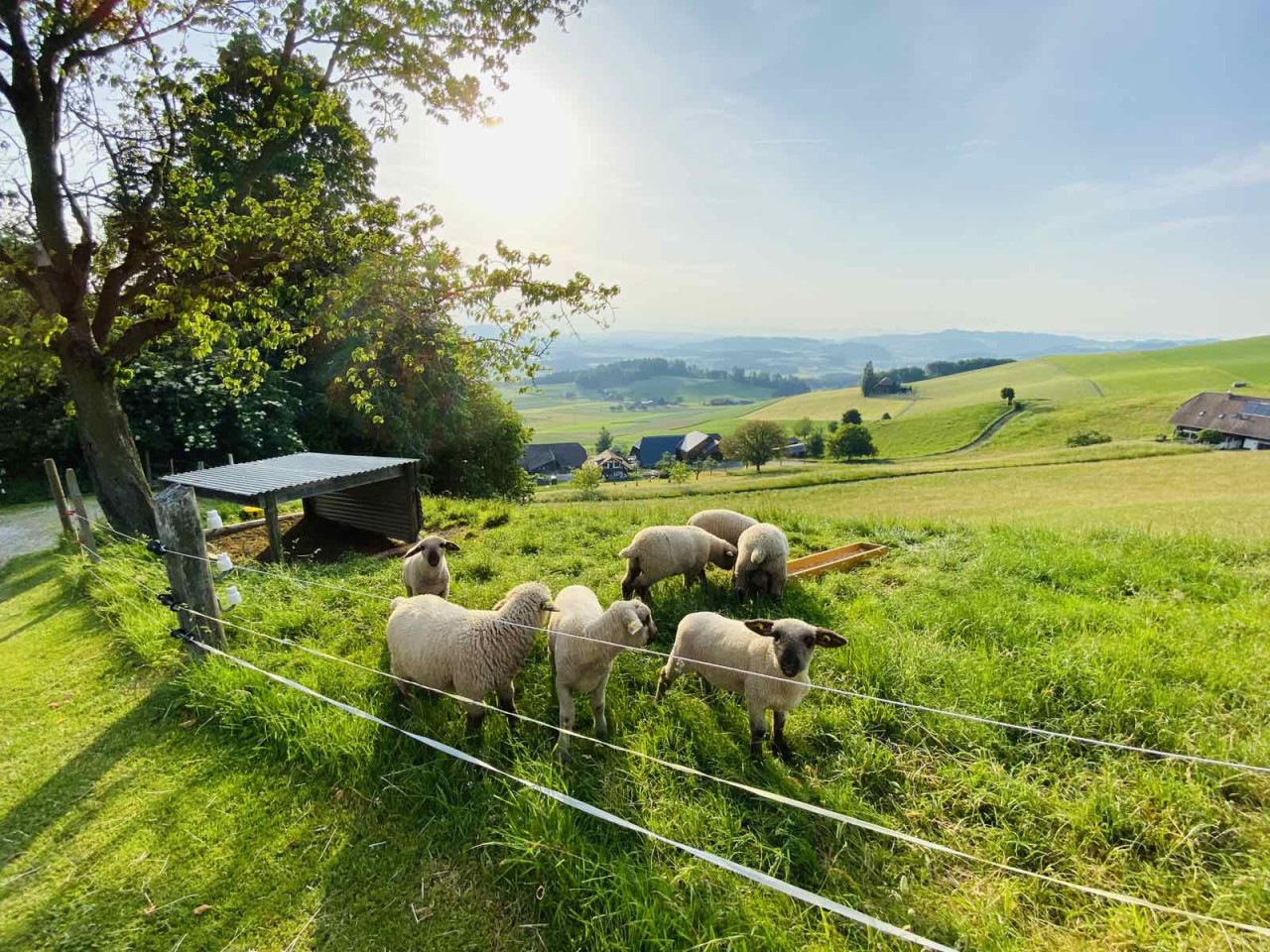 (10.03) Đi bộ dài trên những cánh đồng xanh ngắt, hòa mình vào thiên nhiên khiến không ít người có cảm giác như hòa mình vào Thế giới của “cô bé Heidi”, cuốn tiểu thuyết cùng tên nổi tiếng của Thụy Sỹ. (Nguồn: Hoàng Nguyễn) (10.03) Đi bộ dài trên những cánh đồng xanh ngắt, hòa mình vào thiên nhiên khiến không ít người có cảm giác như hòa mình vào Thế giới của “cô bé Heidi”, cuốn tiểu thuyết cùng tên nổi tiếng của Thụy Sỹ. (Nguồn: Hoàng Nguyễn)