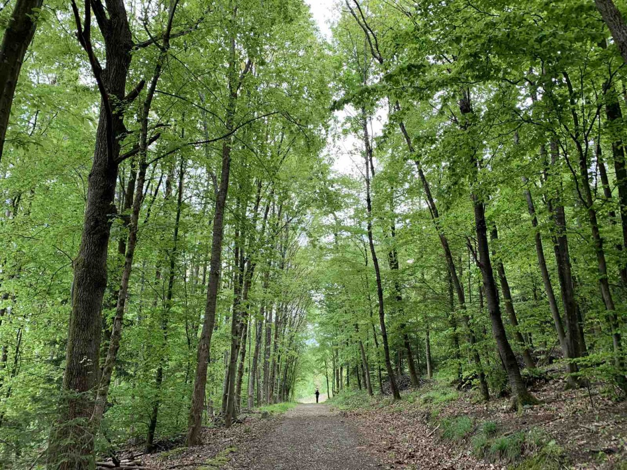 (10.03) Khung cảnh hoang sơ nhưng yên bình của một cánh rừng tại Bern, Thụy Sỹ. (Nguồn: Nguyễn Hoàng) (10.03) Khung cảnh hoang sơ nhưng yên bình của một cánh rừng tại Bern, Thụy Sỹ. (Nguồn: Nguyễn Hoàng)