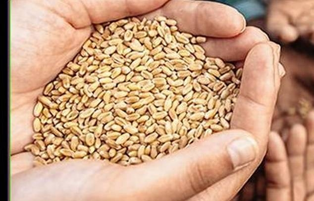 Ấn Độ phản đối miễn áp dụng quy định hạn chế xuất khẩu với thực phẩm nhân đạo