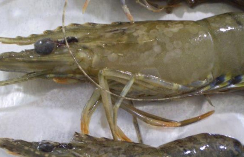 Australia ngừng nhập khẩu tôm xanh từ châu Á