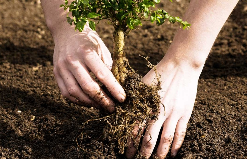 Cây xanh tự giảm hút nước do biến đổi khí hậu