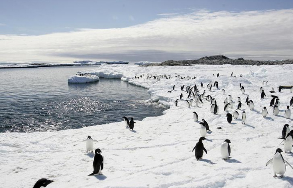 Sẽ có khu bảo tồn biển lớn nhất thế giới ở Nam Cực