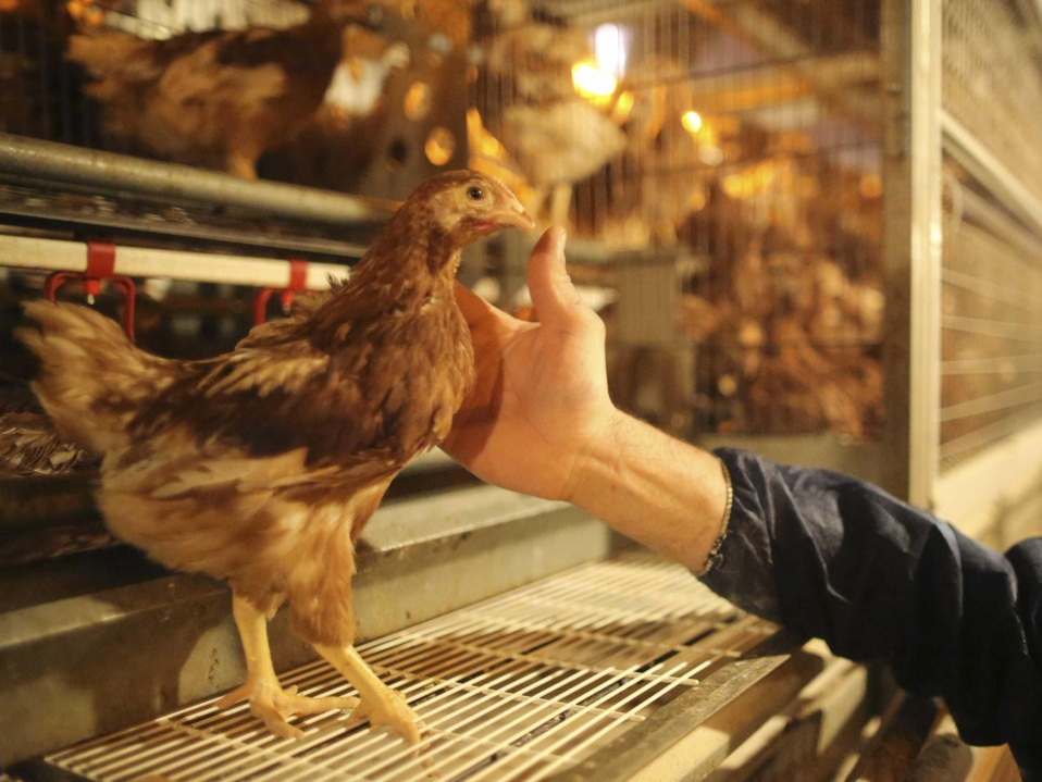 Hongkong cấm nhập khẩu gia cầm từ Nhật Bản, Anh