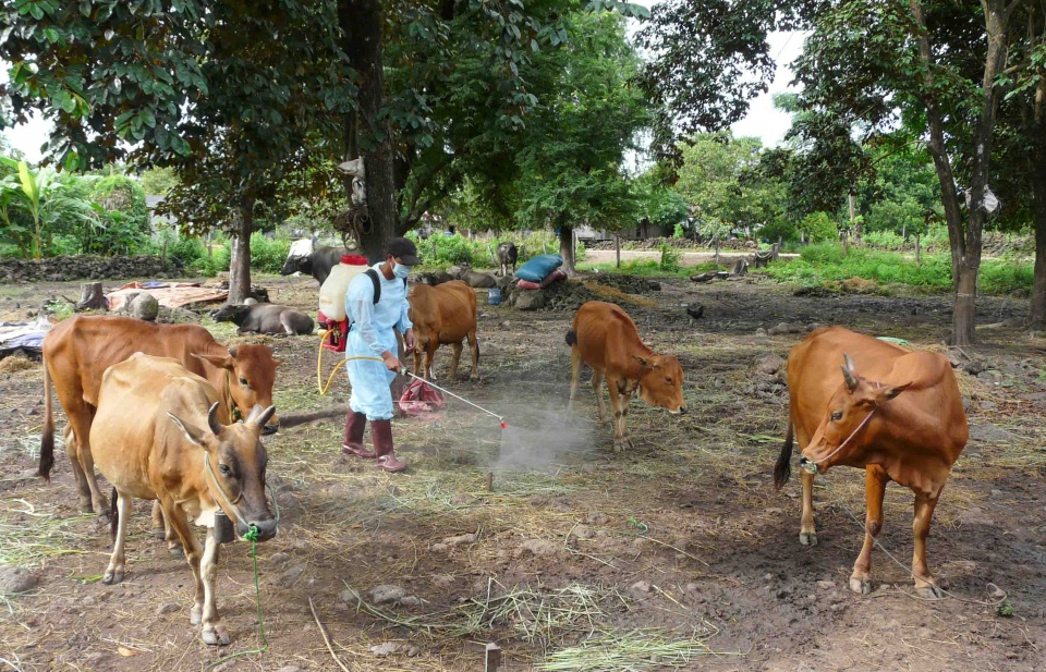 Dịch lở mồm long móng bùng phát tại tỉnh biên giới Campuchia giáp Việt Nam