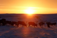 Khám phá cuộc sống đời thường của bộ lạc Nenets tại nơi 'tận cùng thế giới' kham pha cuoc song doi thuong cua bo lac nenets tai noi tan cung the gioi