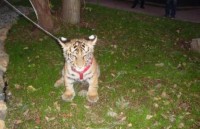 nhu cau cao ve sau rieng de doa loai ho hiem o malaysia