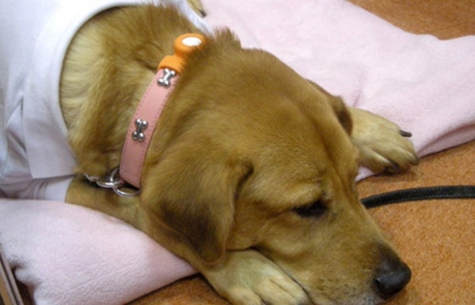 Tìm hiểu tình cảm của thú cưng nhờ “chiếc áo công nghệ”