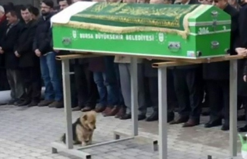 Chú chó trung thành bên mộ phần của chủ