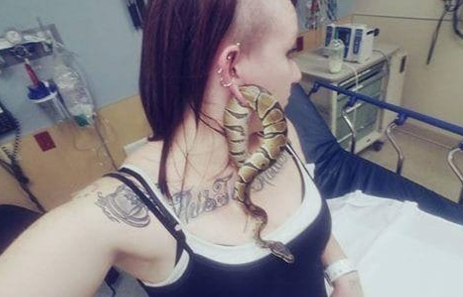 Chuyện hy hữu: Rắn mắc kẹt trong... lỗ xỏ khuyên tai