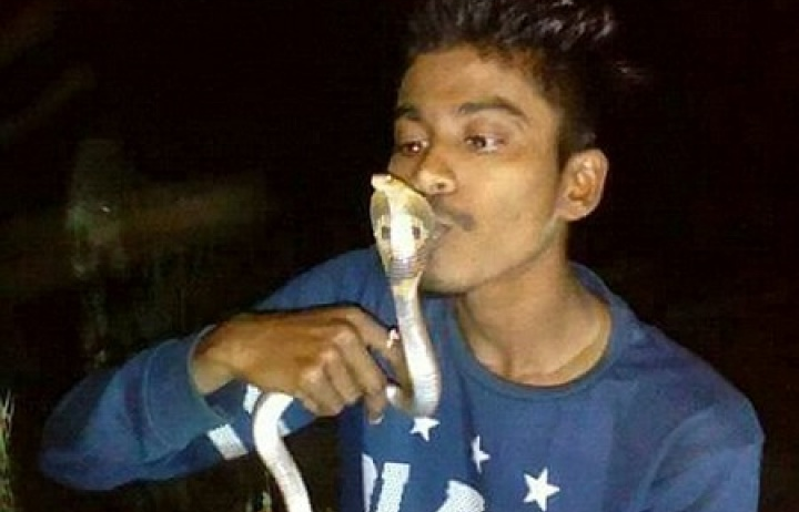 Chết vì cố hôn rắn hổ mang để chụp ảnh