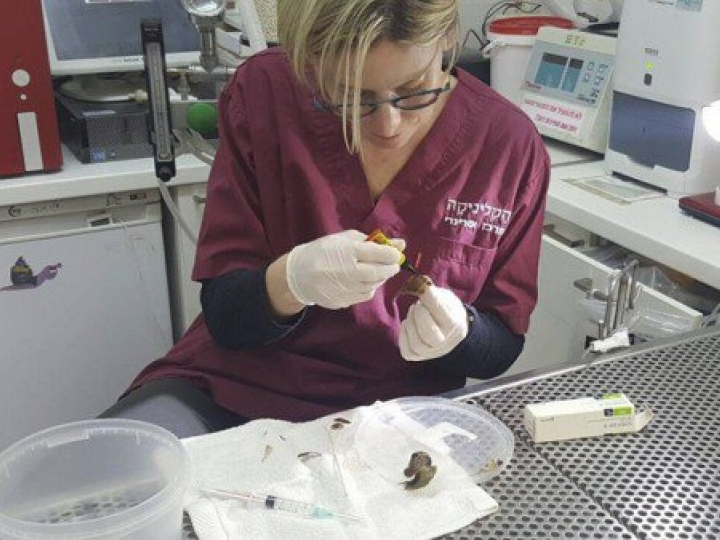 Mang ốc sên đi... cấp cứu