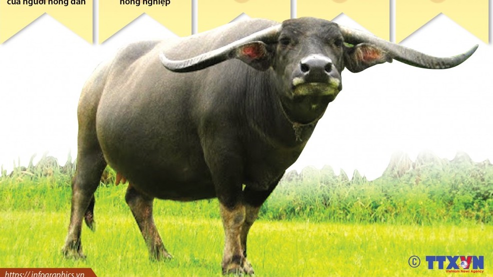 Bạn có biết ý nghĩa của con trâu trong văn hóa Việt
