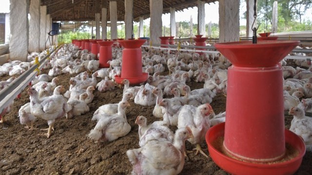 Biến thể virus cúm gia cầm tại Nga không truyền từ người sang người