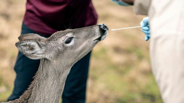 Thế giới có nguy cơ xuất hiện biến thể mới của virus SARS-CoV-2?