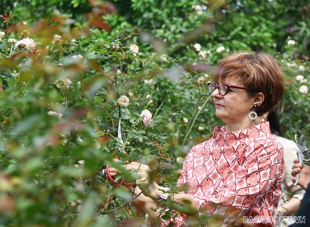 Nhóm Phụ nữ Cộng đồng ASEAN tại Hà Nội hái hoa trổ tài làm nước hoa hồng