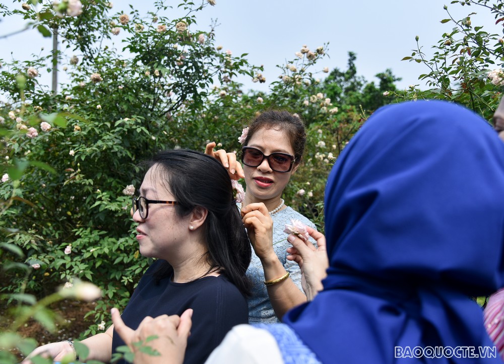 Nhóm Phụ nữ Cộng đồng ASEAN tại Hà Nội hái hoa trổ tài làm nước hoa hồng