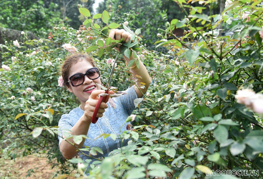 Nhóm Phụ nữ Cộng đồng ASEAN tại Hà Nội hái hoa trổ tài làm nước hoa hồng