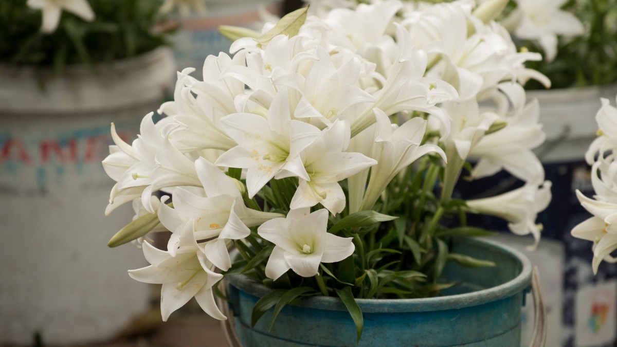 Dịu dàng, tinh khôi mùa hoa loa kèn vấn vương nơi phố phường Hà Nội