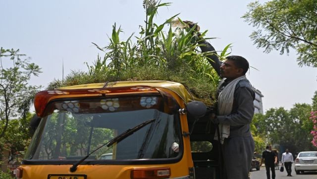 Người đàn ông Ấn Độ trồng cả vườn cây trên mái xe lam để chống nắng