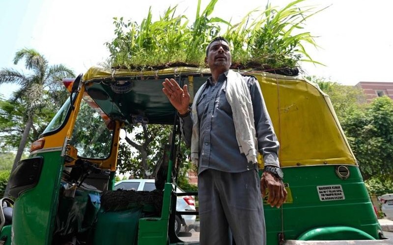 Người đàn ông Ấn Độ trồng cả vườn cây trên mái xe lam để chống nắng