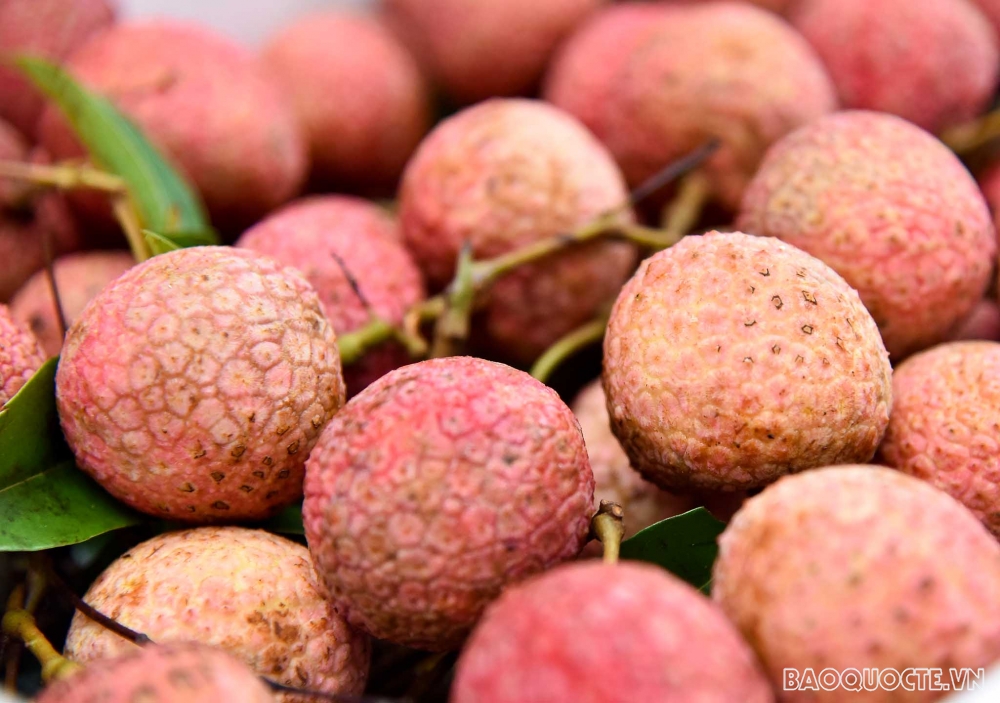 Bộ Ngoại giao đồng hành cùng người dân, hỗ trợ tiêu thụ vải thiều Bắc Giang