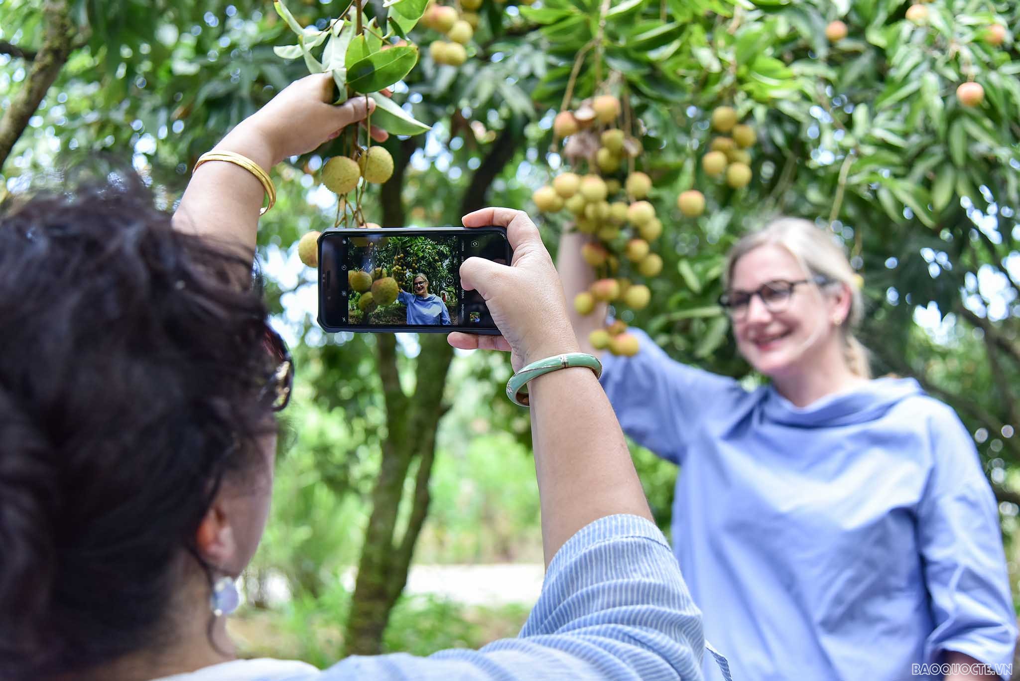 Bè bạn quốc tế thăm quan cây vải tổ, trải nghiệm hái vải và làm bánh đậu xanh tại Hải Dương