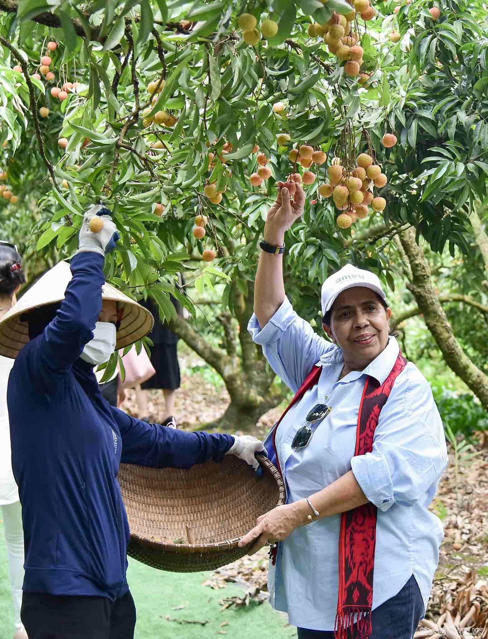 Bè bạn quốc tế thăm quan cây vải tổ, trải nghiệm hái vải và làm bánh đậu xanh tại Hải Dương