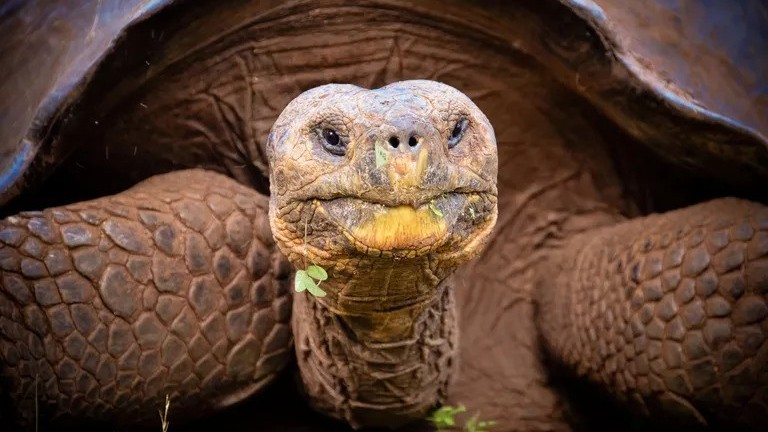 Bí quyết sống thọ cho con người từ cá sấu, rùa